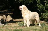 GOLDEN RETRIEVER 1121